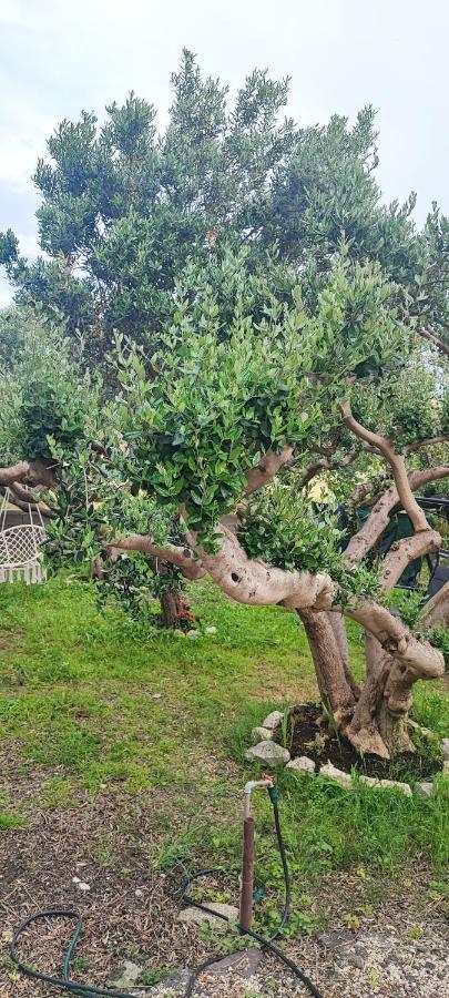Apartman Duce Milka Villa Buitenkant foto